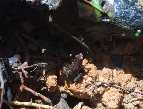 Image of Blue-bellied Poison Frog