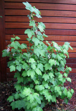 Image of chaparral currant