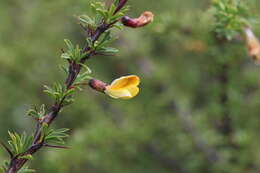 Image of Caragana versicolor Benth.