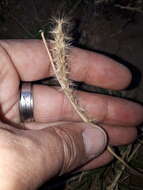 Image of Pappophorum philippianum Parodi