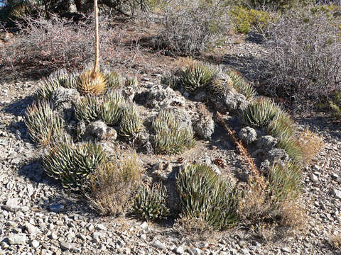 Image of Utah agave