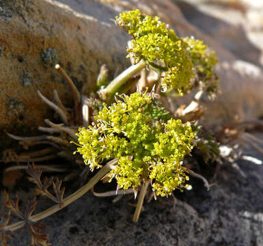 Image of Utah desertparsley