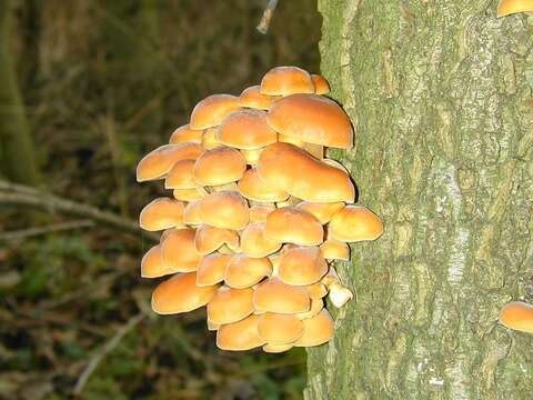 Plancia ëd Flammulina velutipes (Curtis) Singer 1951