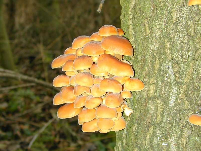 Plancia ëd Flammulina velutipes (Curtis) Singer 1951