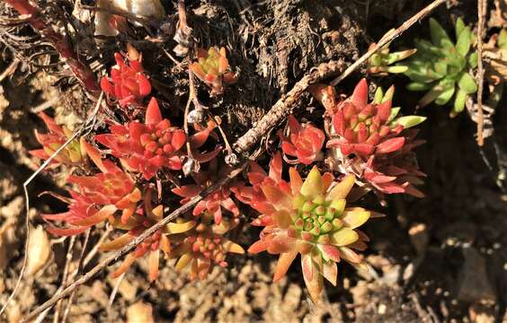 Image of wormleaf stonecrop