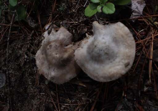 Plancia ëd Inocybe acriolens Grund & D. E. Stuntz 1975