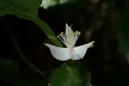 Image of Tisonia palmatinervis Sleum.