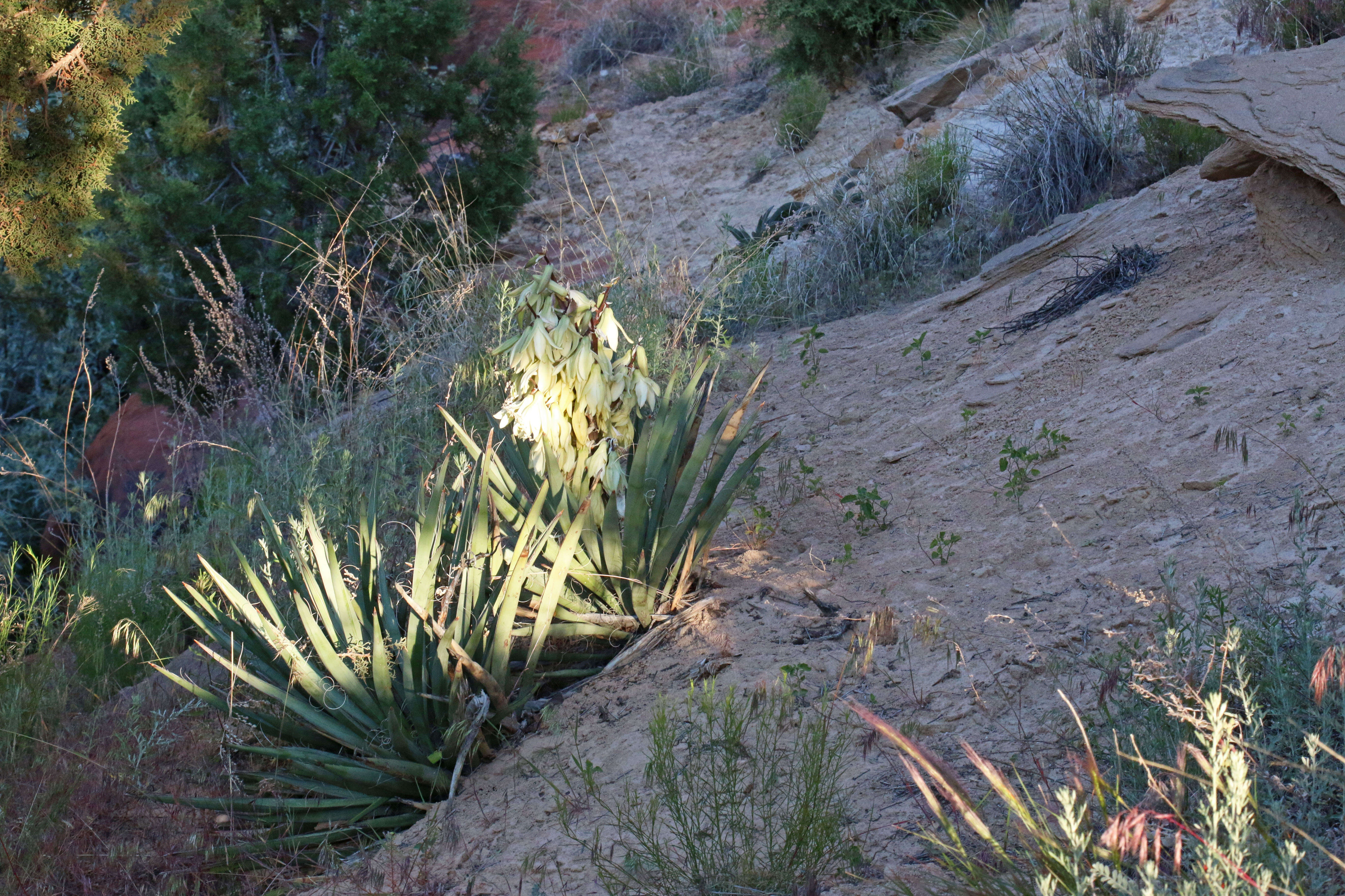 Yucca baccata Torr. resmi