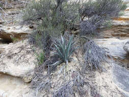 Imagem de Yucca baccata Torr.