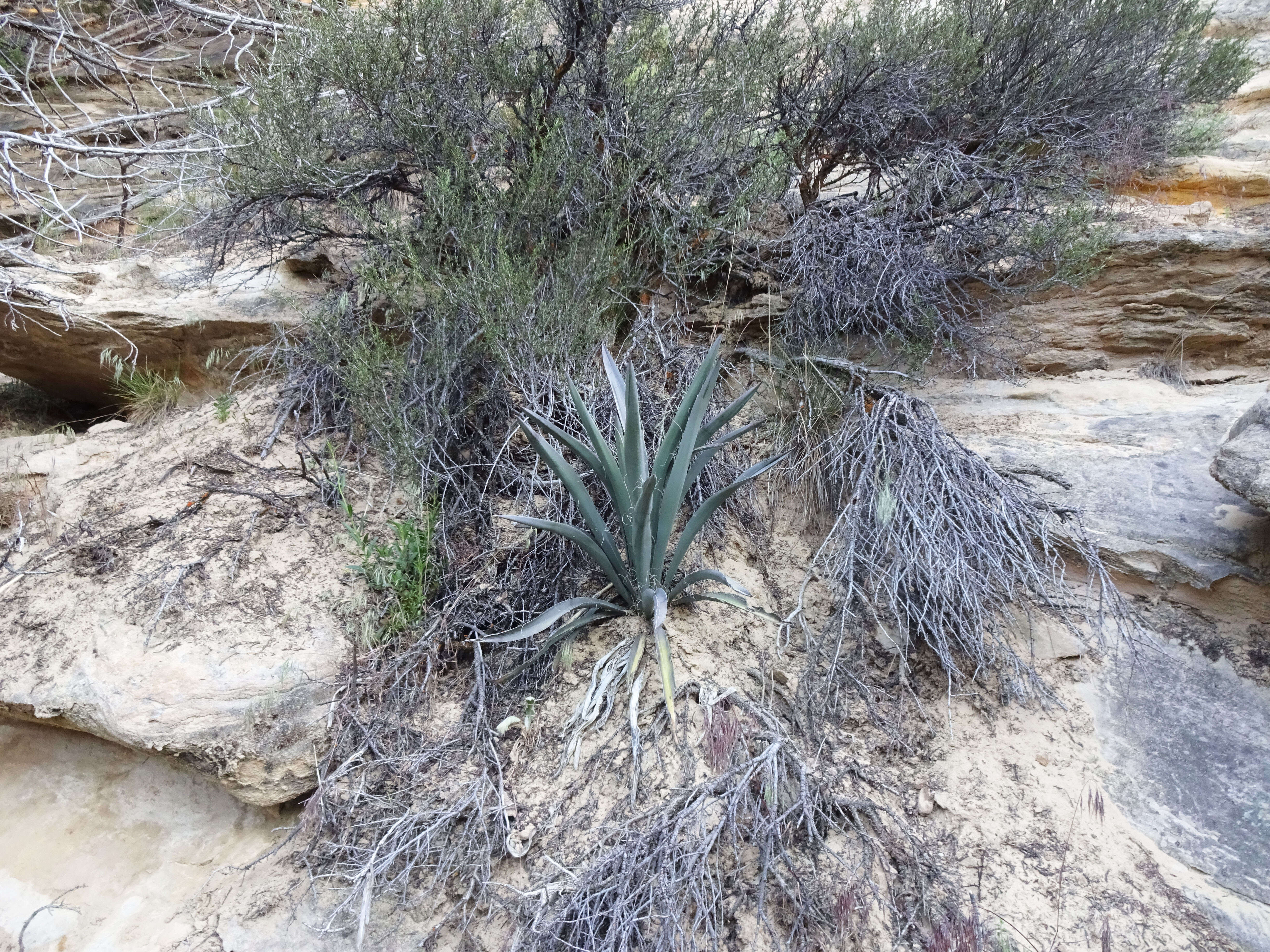 Yucca baccata Torr. resmi