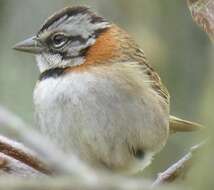 Sivun Zonotrichia capensis antillarum (Riley 1916) kuva