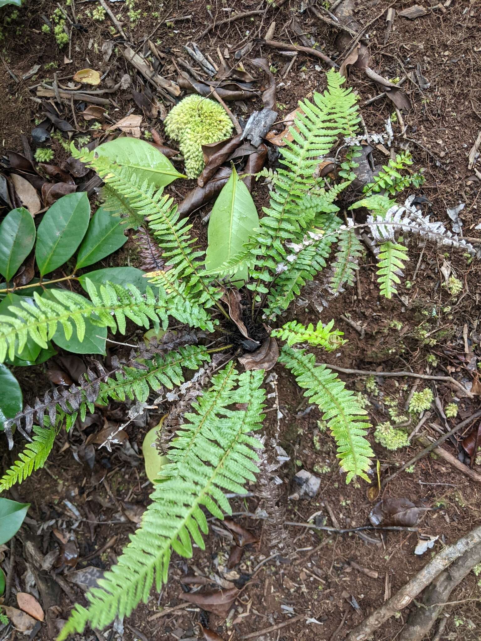 Image of Kunth's hacksaw fern