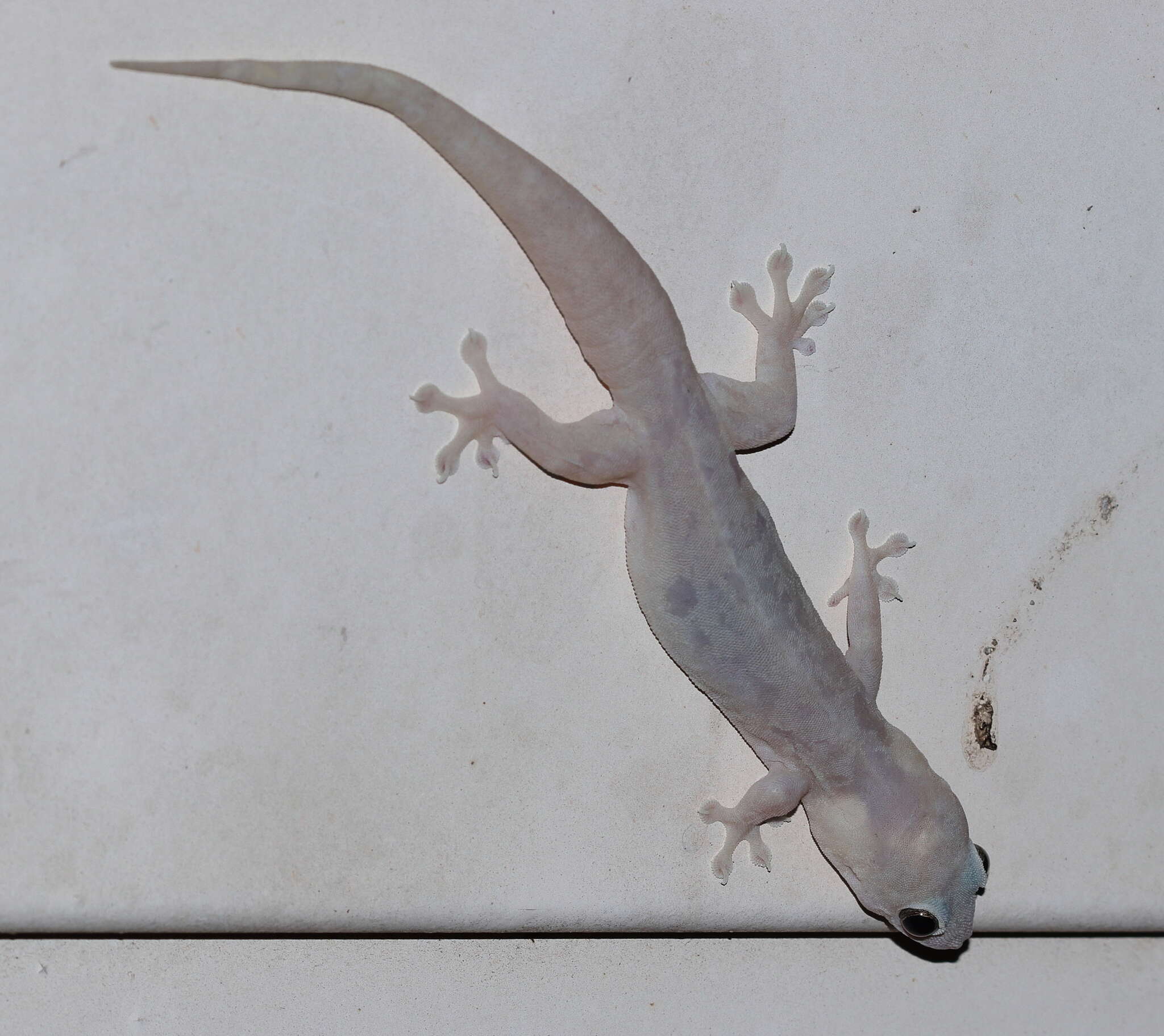 Image of House Gecko