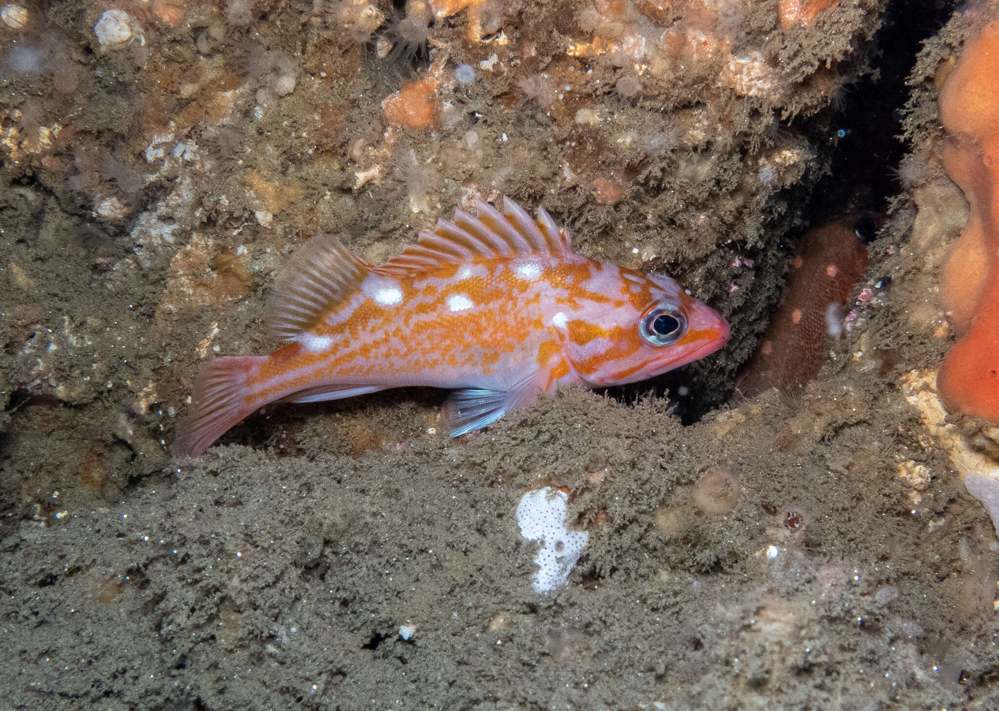 Image of Rosy rockfish