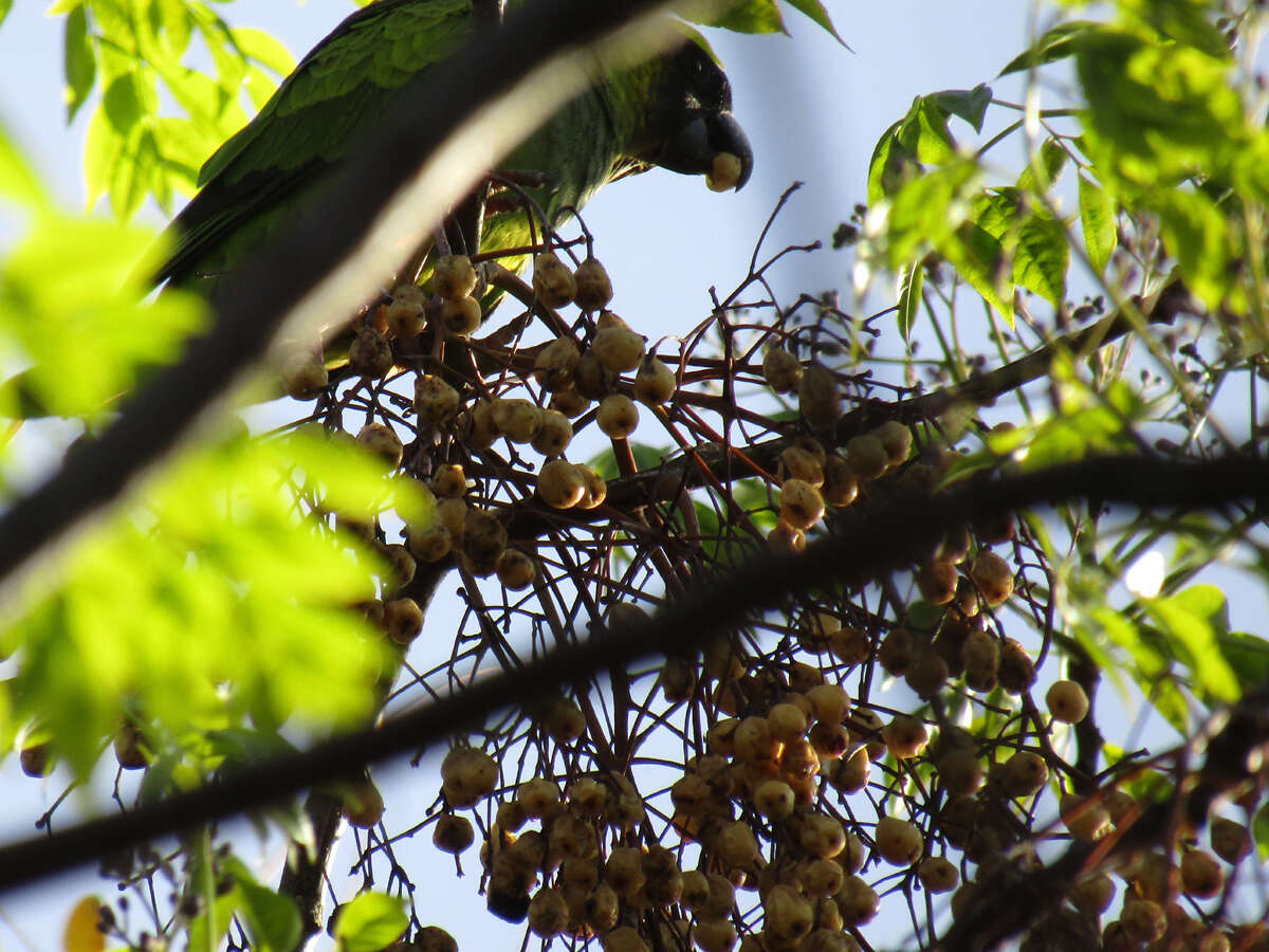 Image of Nanday Parakeet