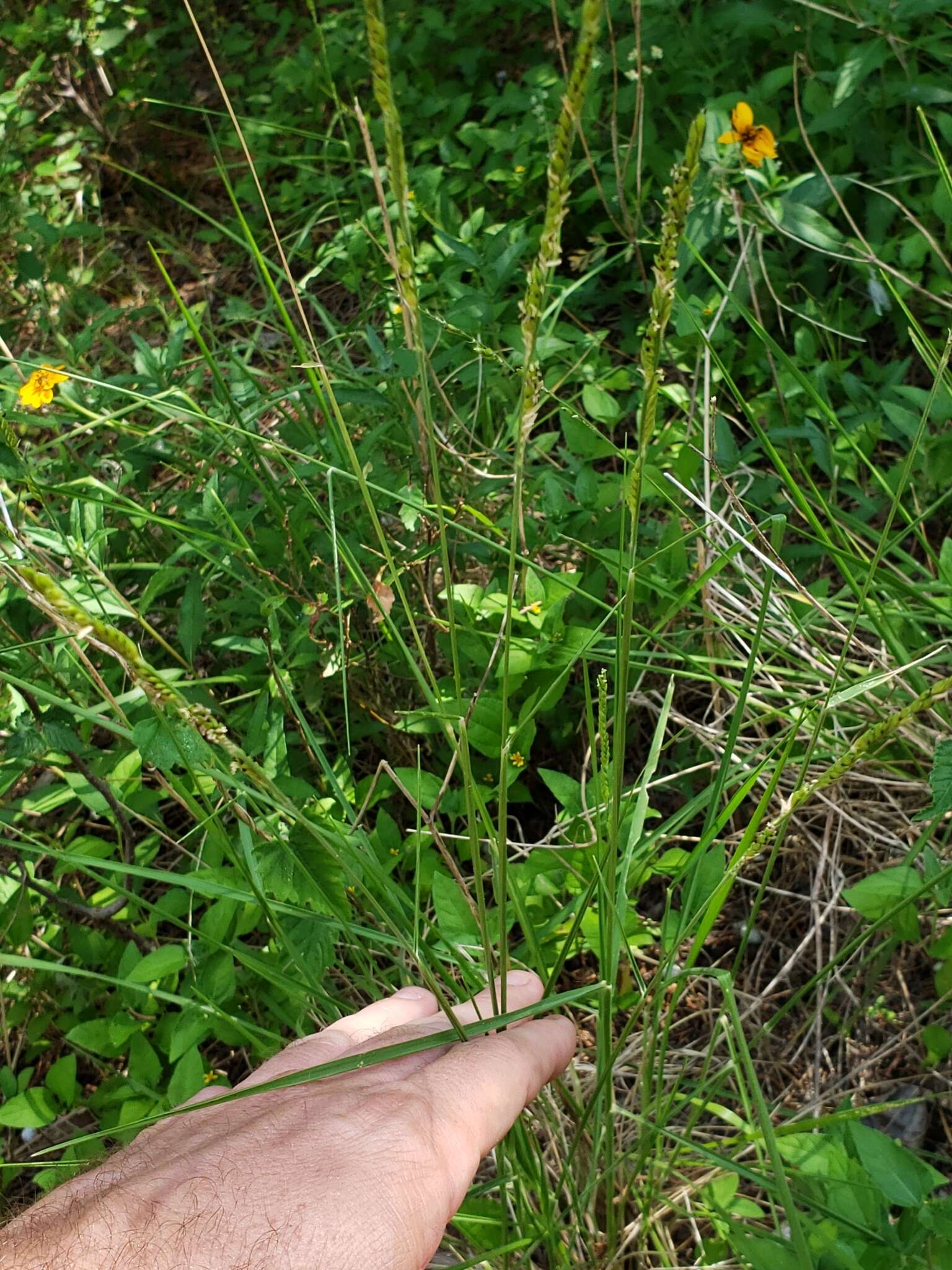 Image of Texas cupgrass