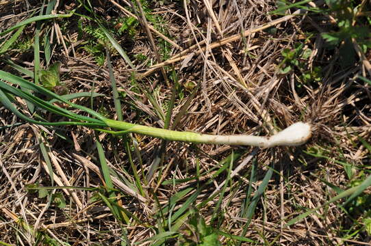 Image of field garlic