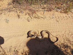 Pituophis catenifer deserticola Stejneger 1893的圖片