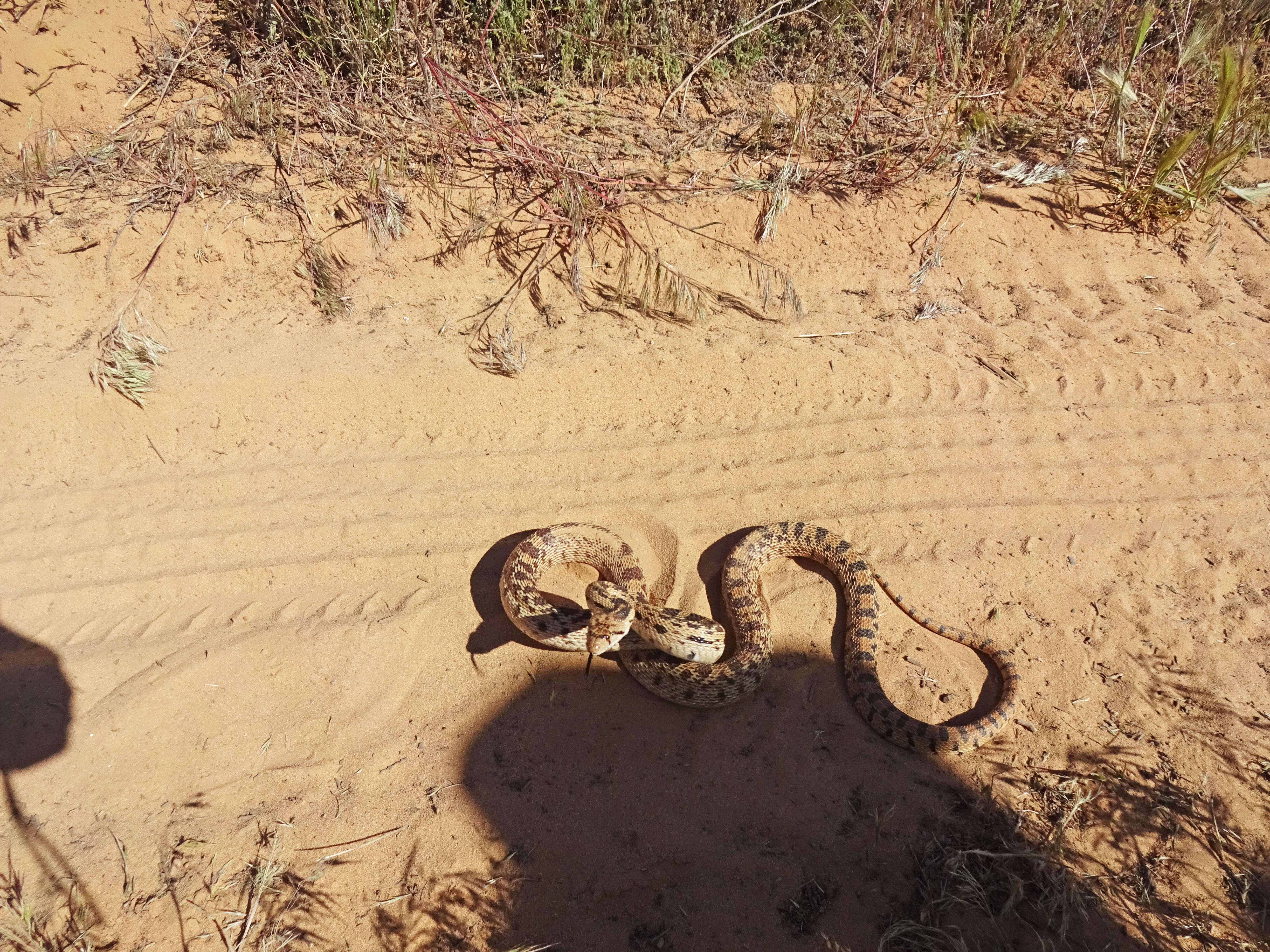 Pituophis catenifer deserticola Stejneger 1893的圖片