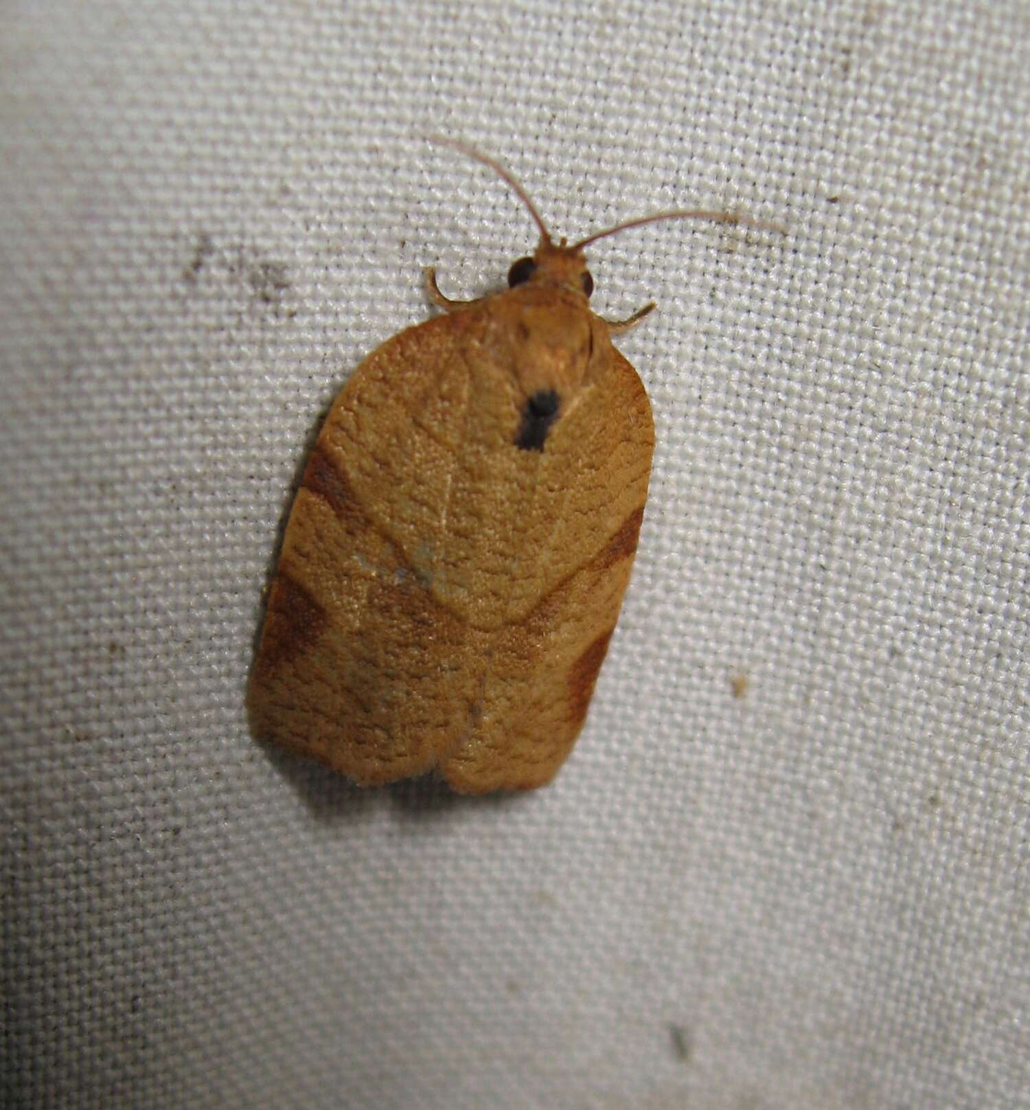 Image of Spotted Fireworm Moth