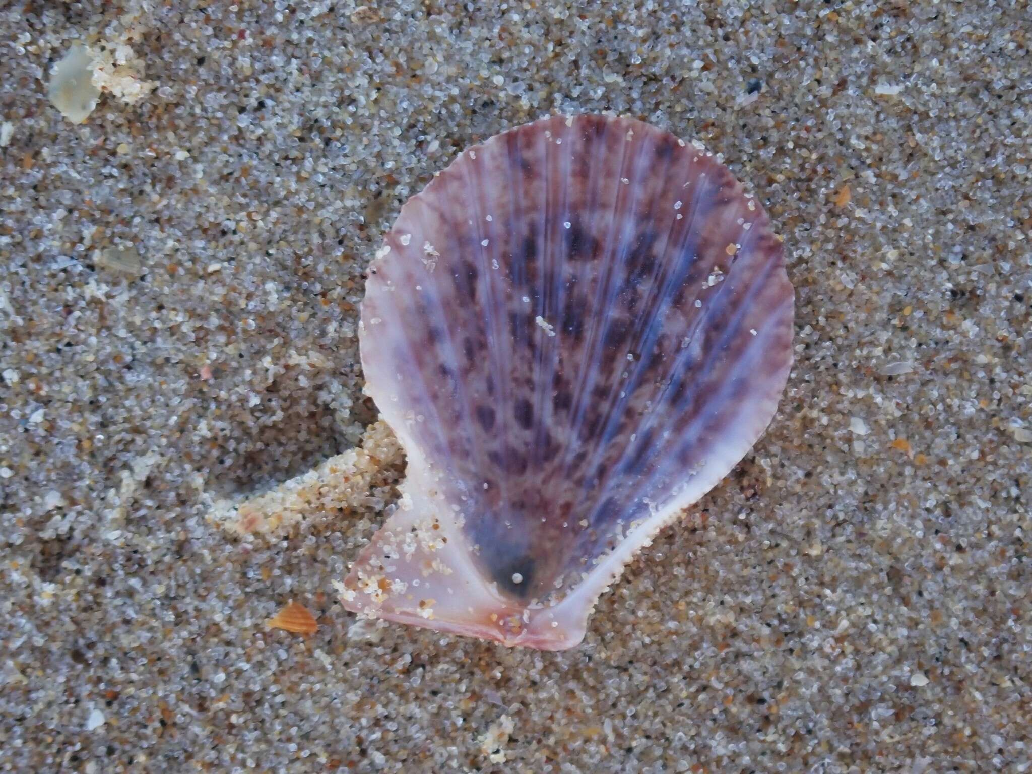 Image of Semipallium aktinos (Petterd 1886)