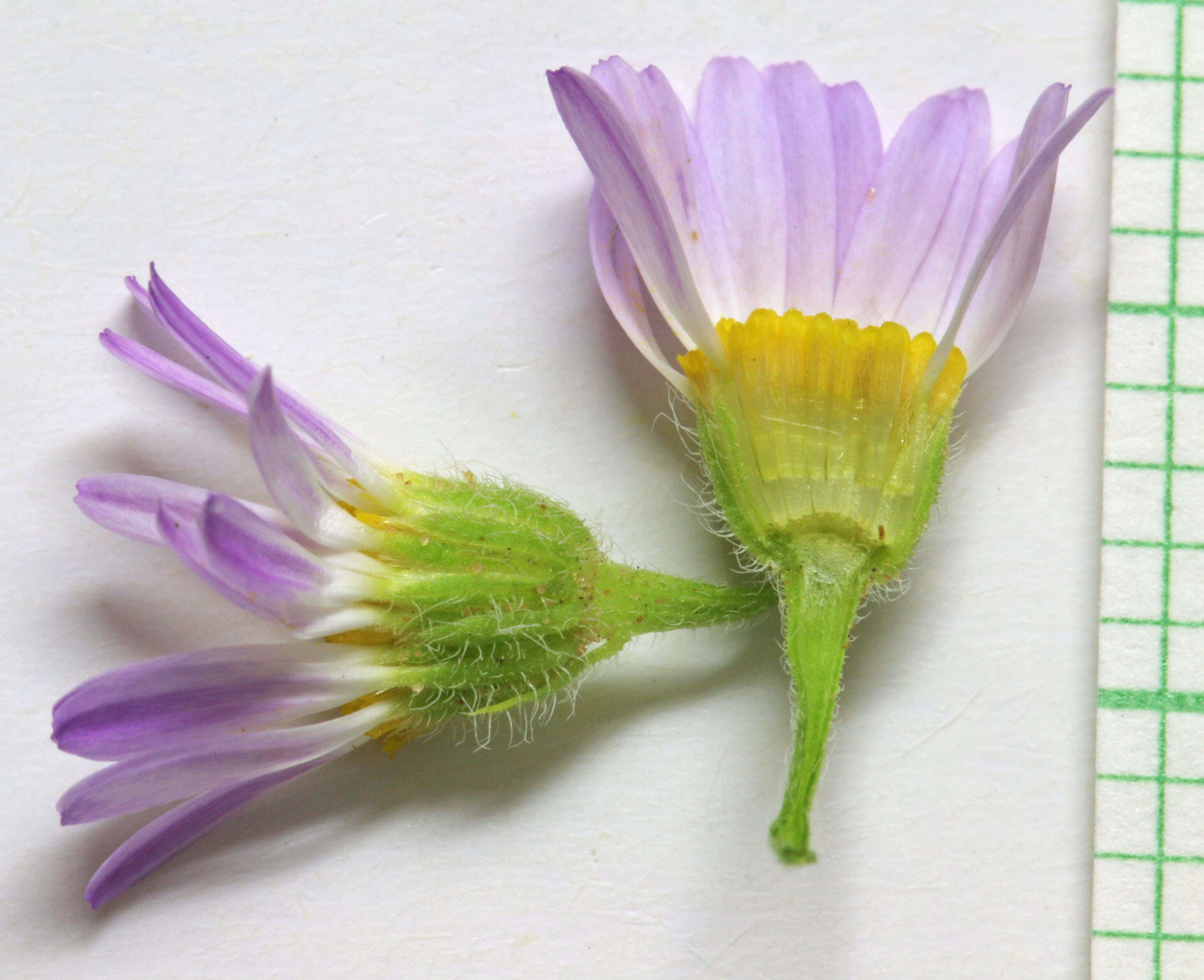 Image of western daisy fleabane