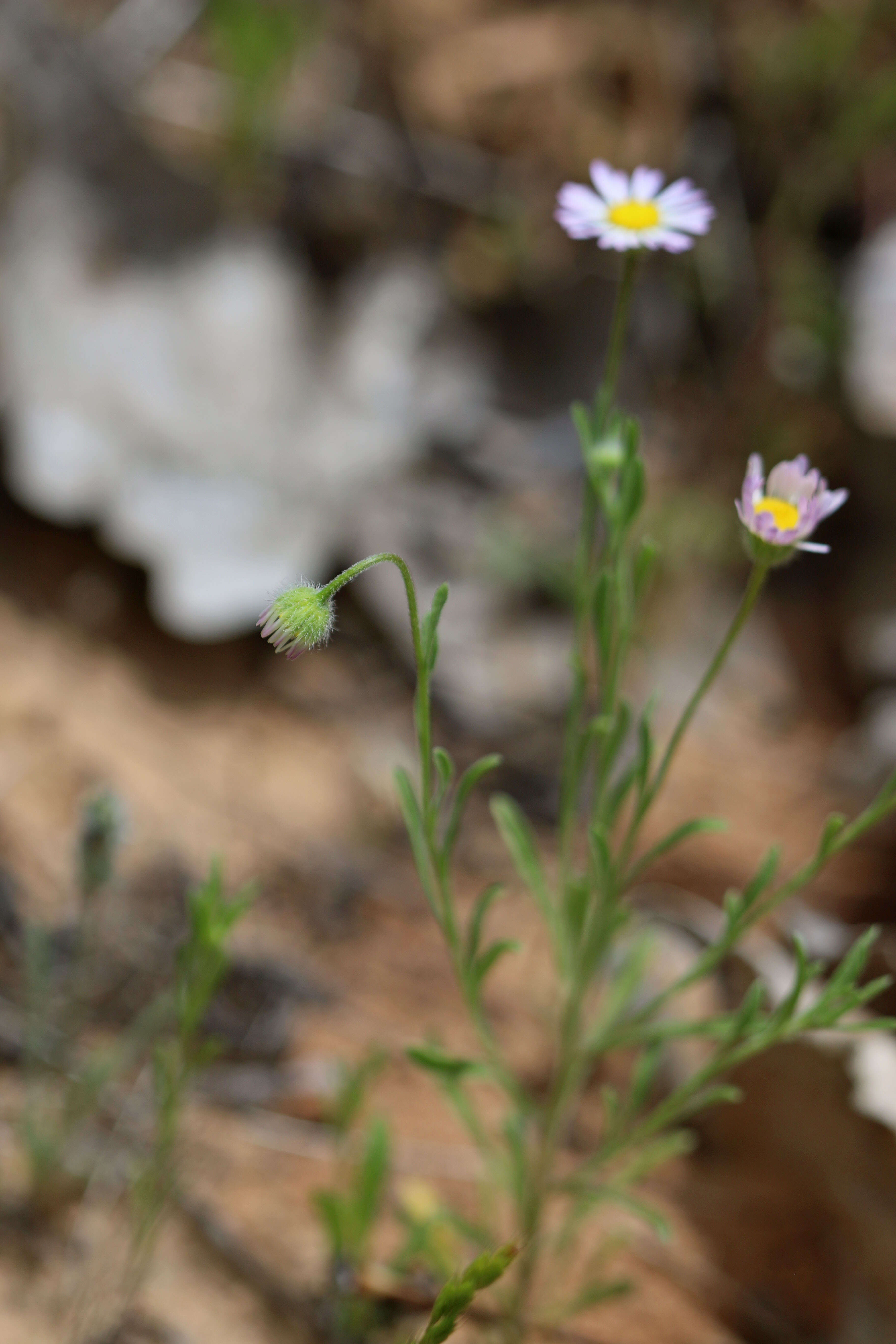 Image of western daisy fleabane