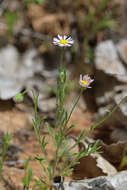 Image of western daisy fleabane