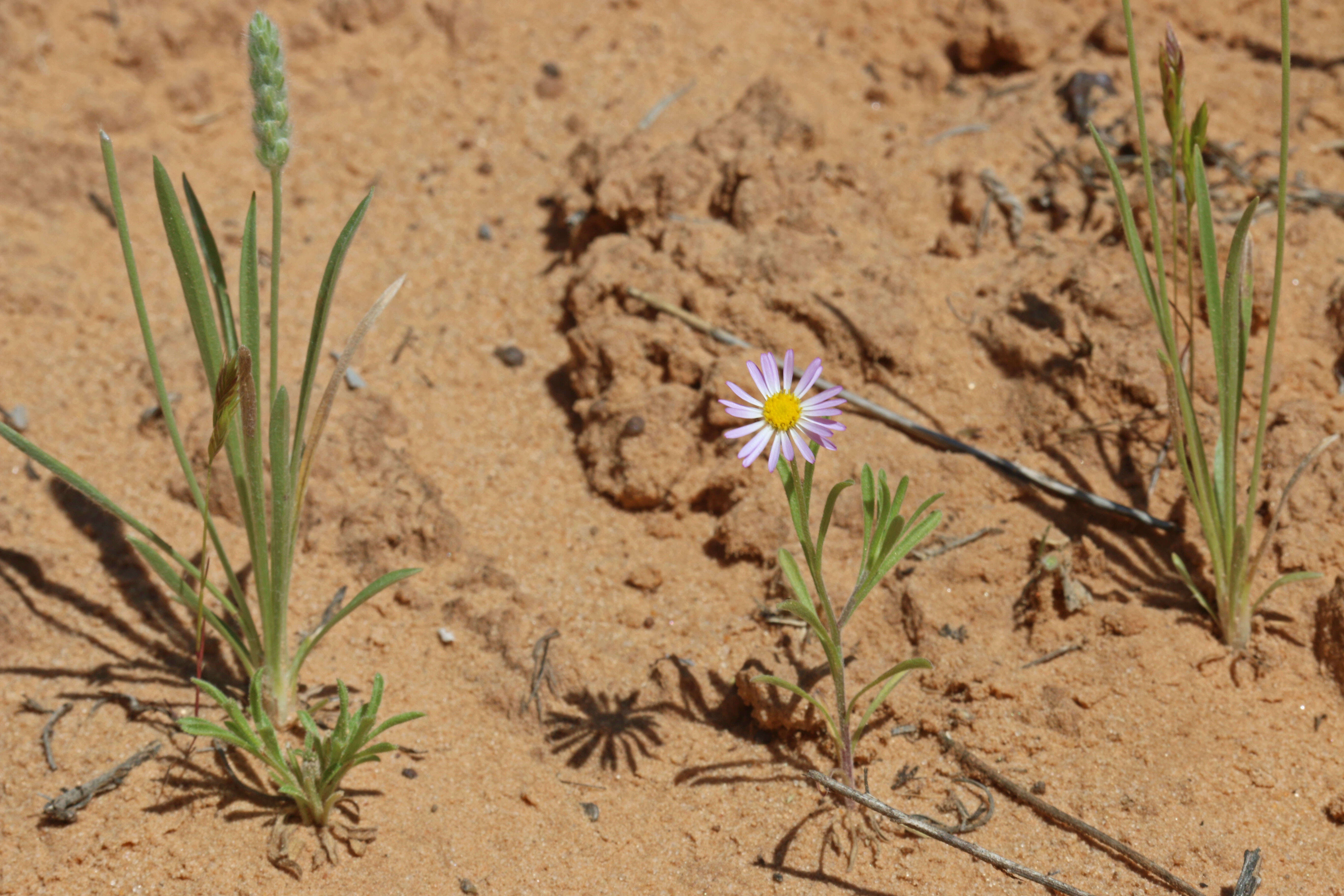 Image of western daisy fleabane