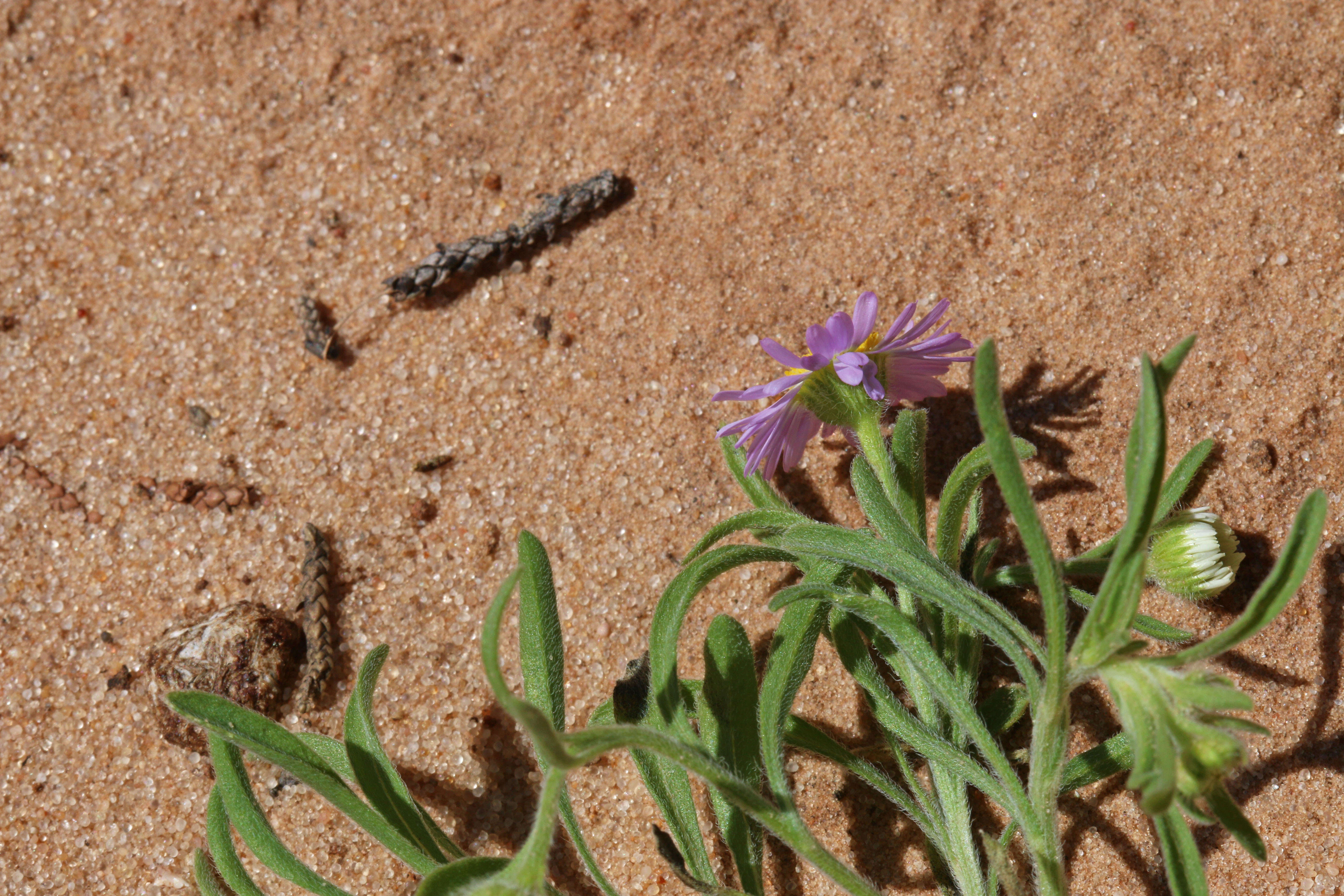 Image of western daisy fleabane