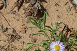 Image of western daisy fleabane