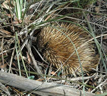 Image of Short-beaked Echidna