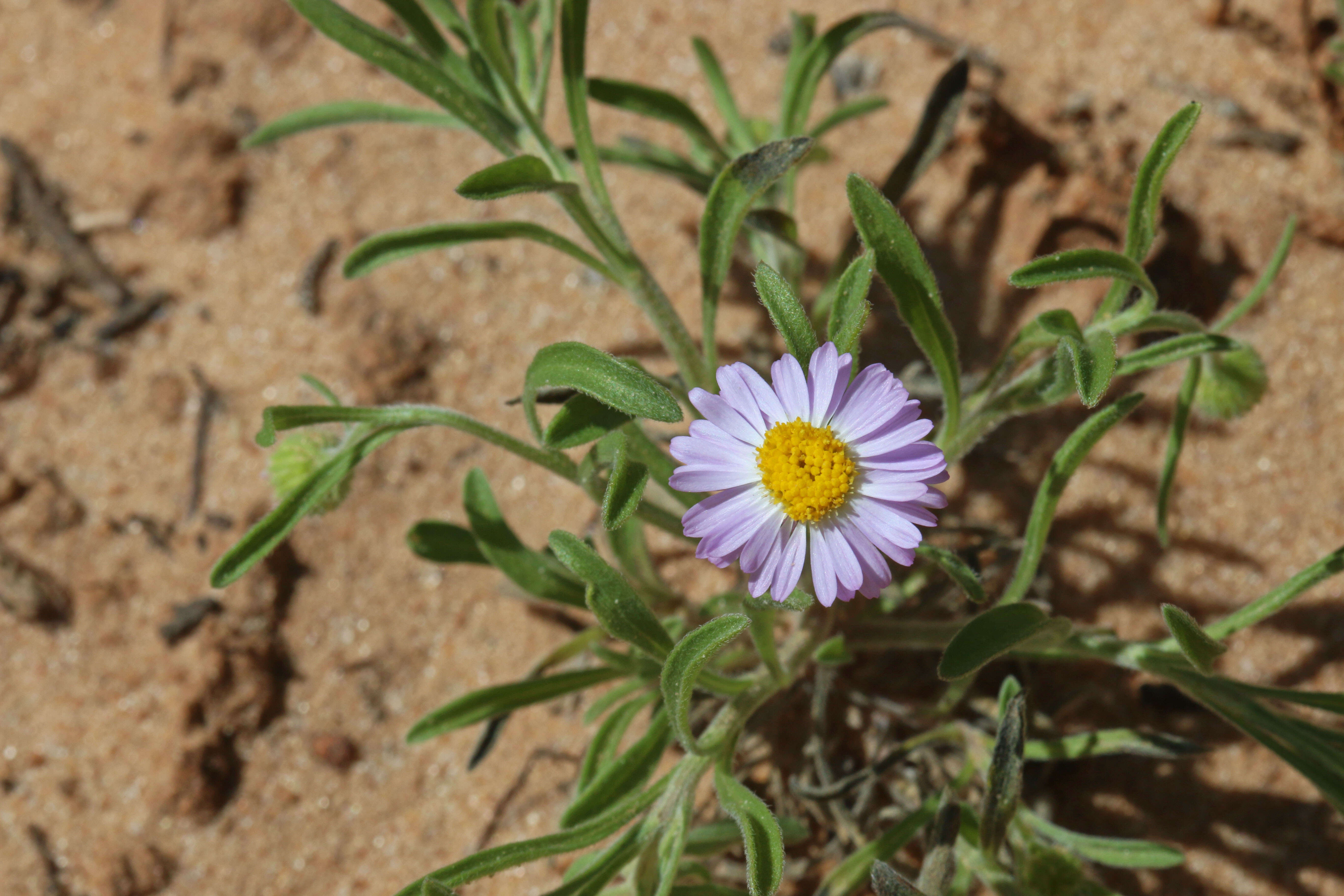 Image of western daisy fleabane