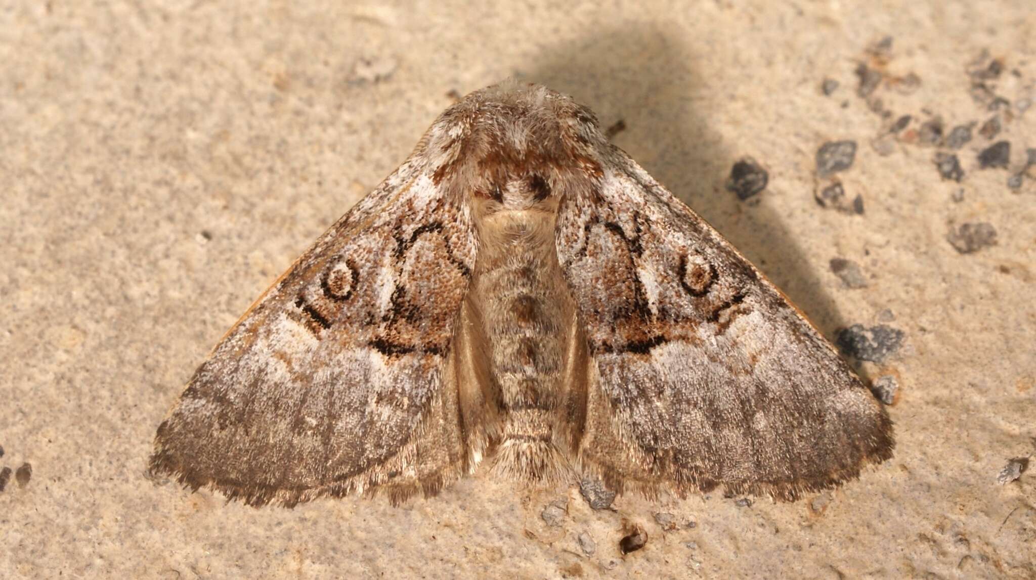 Image of nut-tree tussock