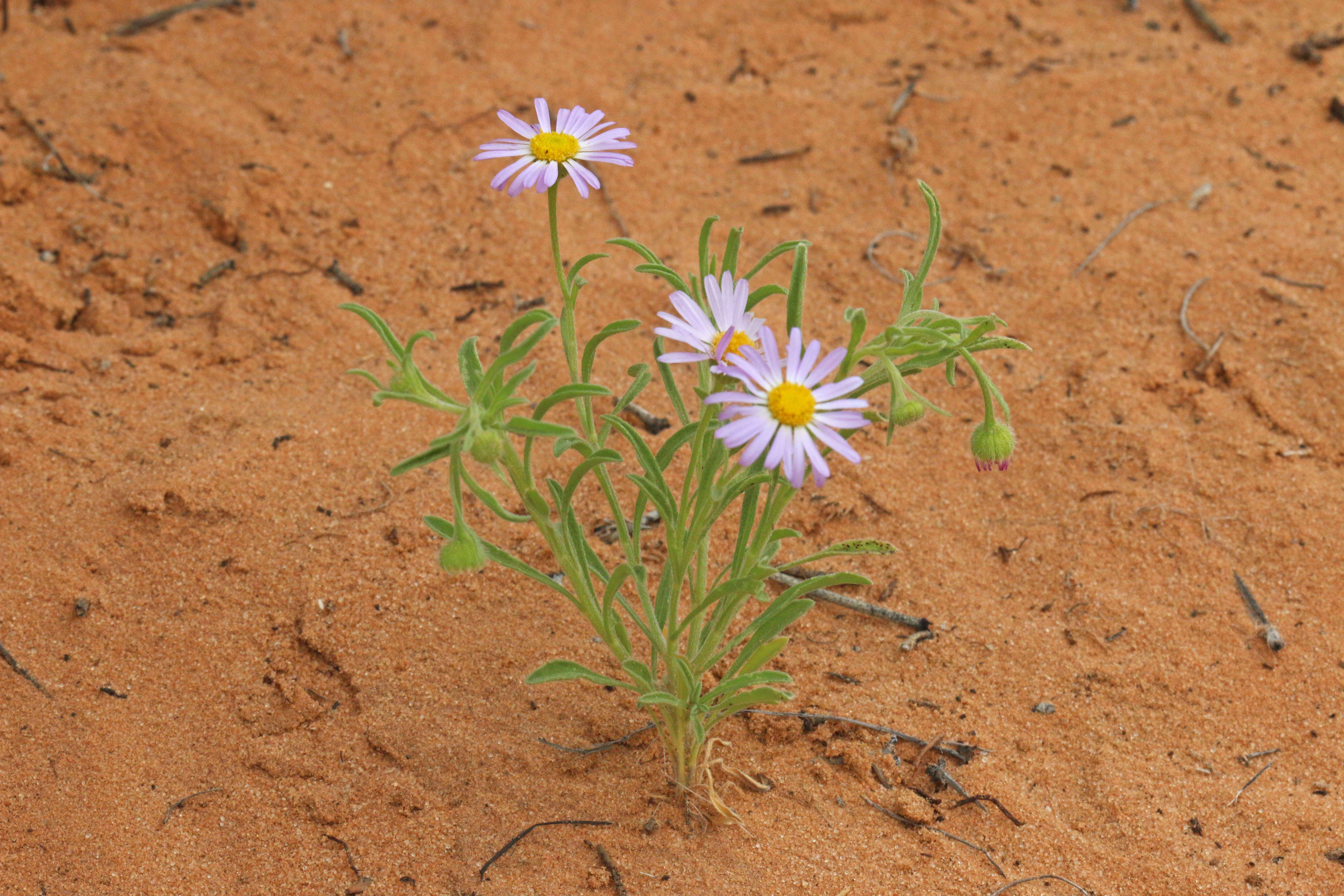 Image of western daisy fleabane