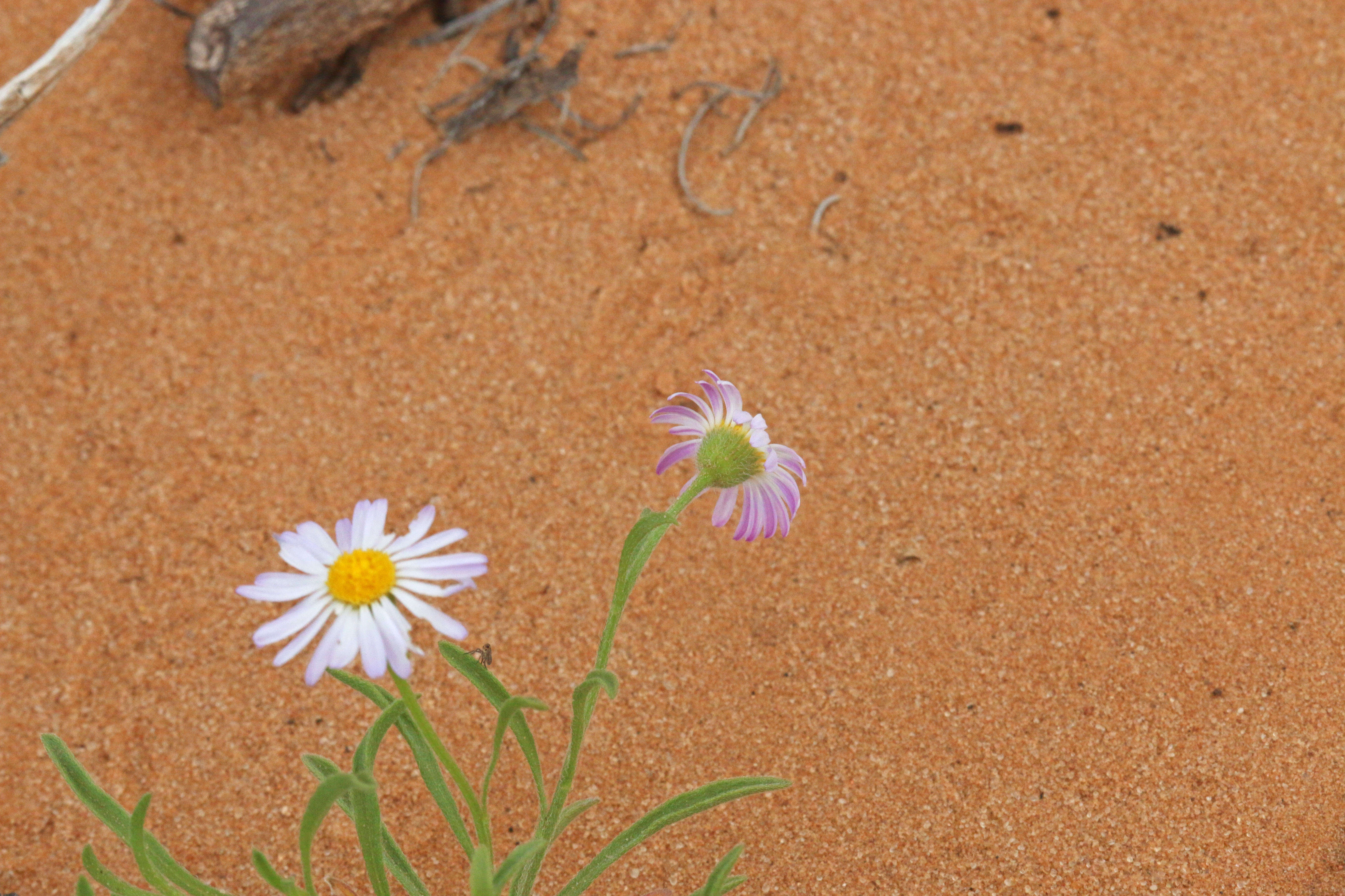 Image of western daisy fleabane