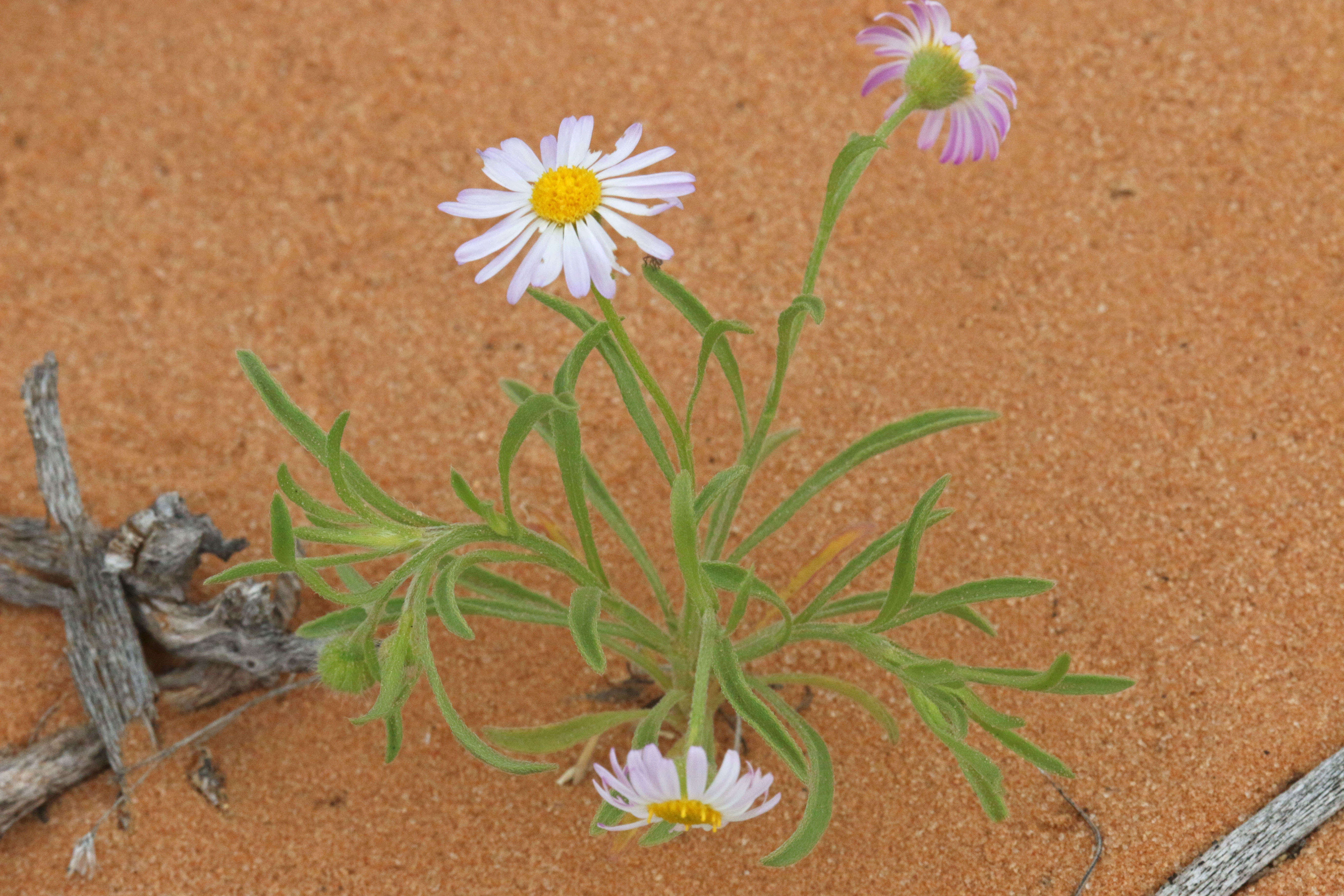 Image of western daisy fleabane