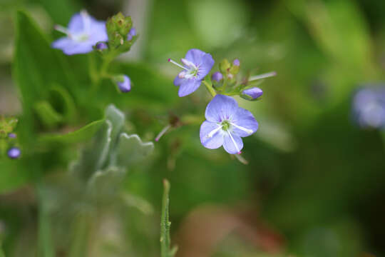 Image of American speedwell