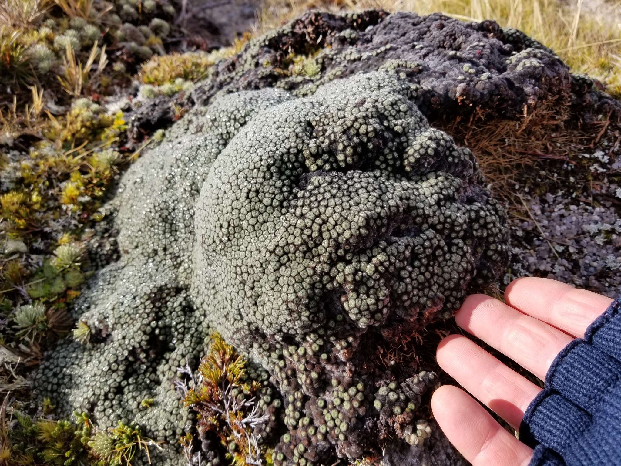 Image of Vegetable sheep