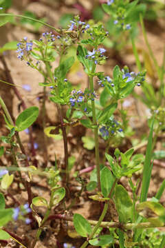 Image of American speedwell