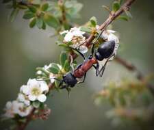 Image of Myrmecia ludlowi Crawley 1922