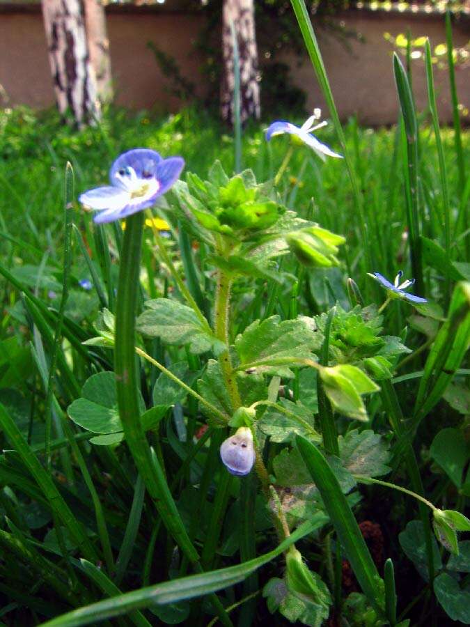 Image of birdeye speedwell