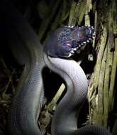 Imagem de Bothrochilus fredparkeri (Schleip 2008)