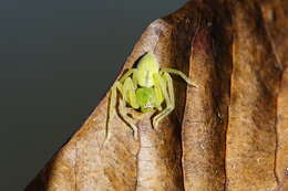 Image of Golden Huntsman Spiders