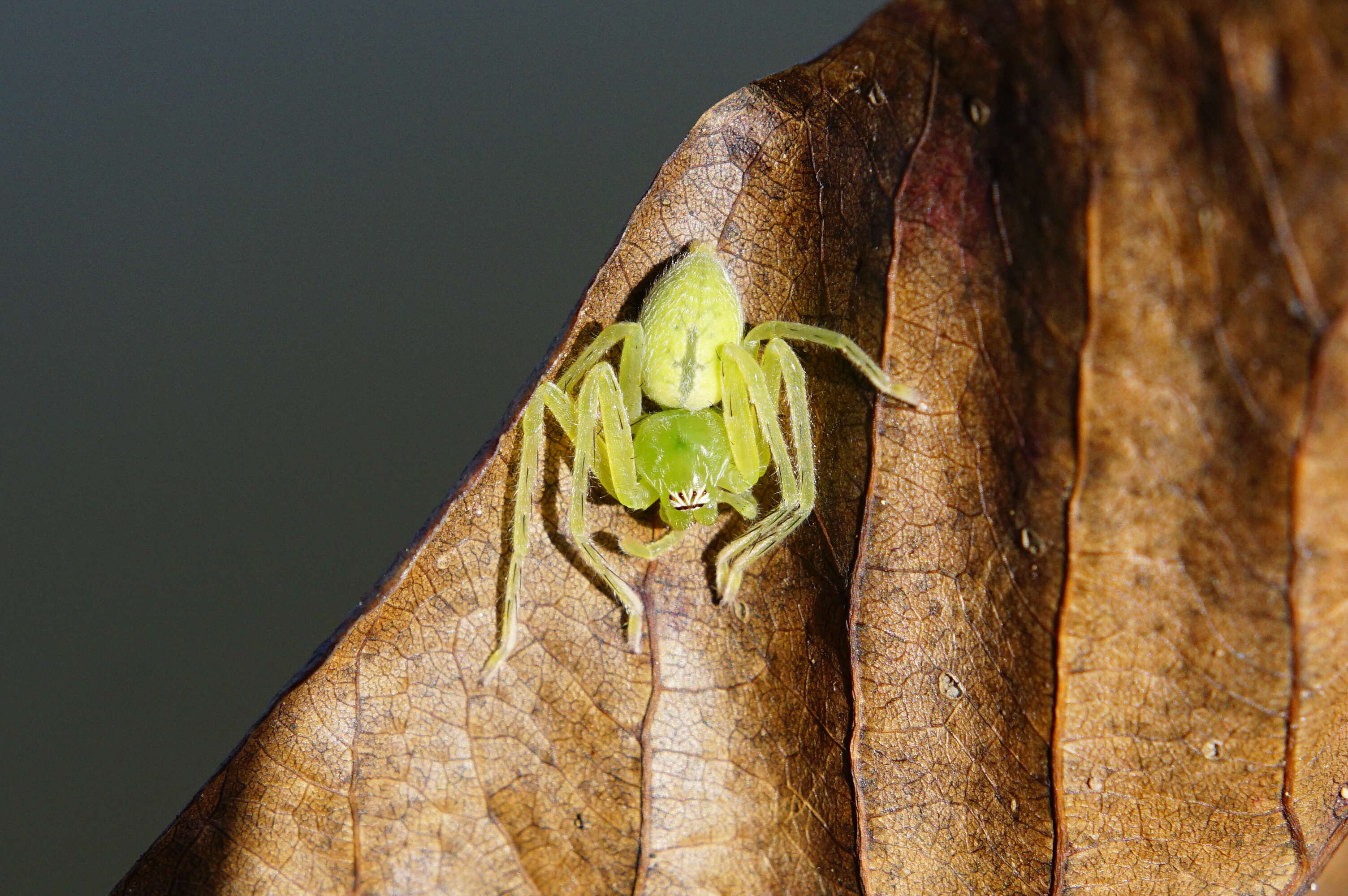 Image of Golden Huntsman Spiders