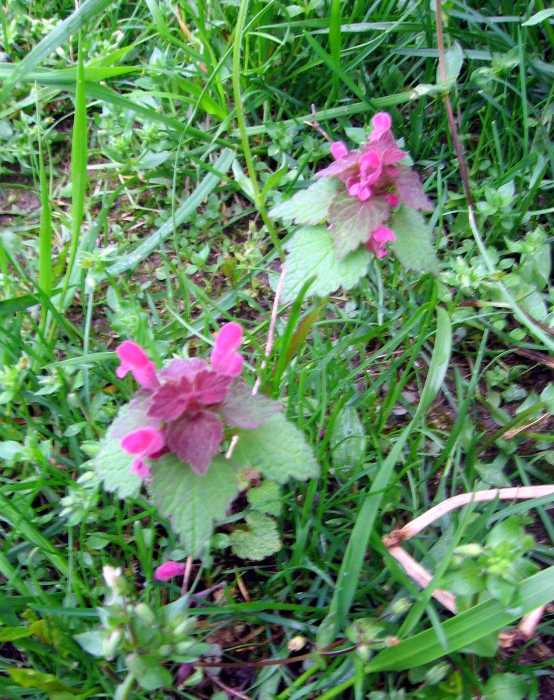 Image of purple archangel