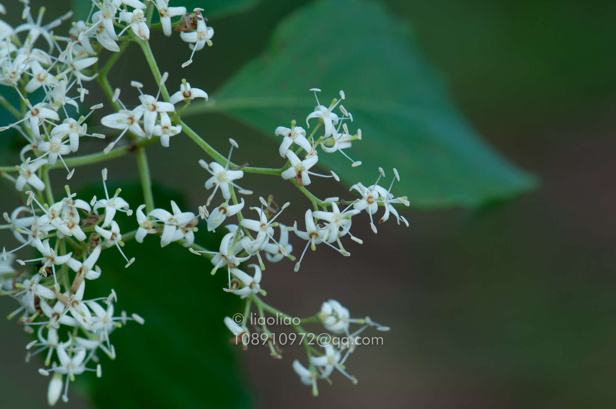 Image de Cornus wilsoniana Wangerin