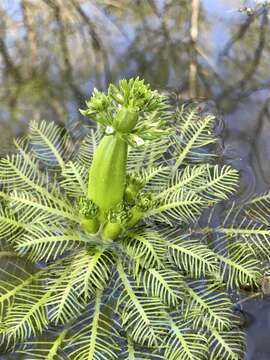 Image of American featherfoil