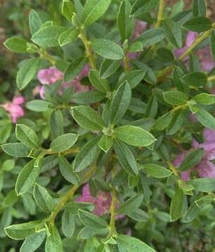 Image of Scaly Rhododendron