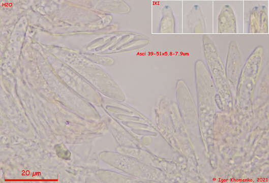 Image of Fuscolachnum misellum (Roberge ex Desm.) J. H. Haines 1989